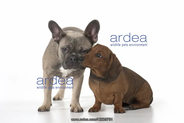: DOG. French Bulldog with Miniature Dachshund : DOG. French Bulldog with Miniature Dachshund