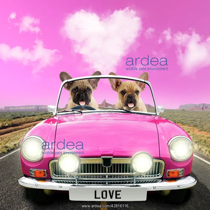  : Dog - French Bulldog - pair driving car