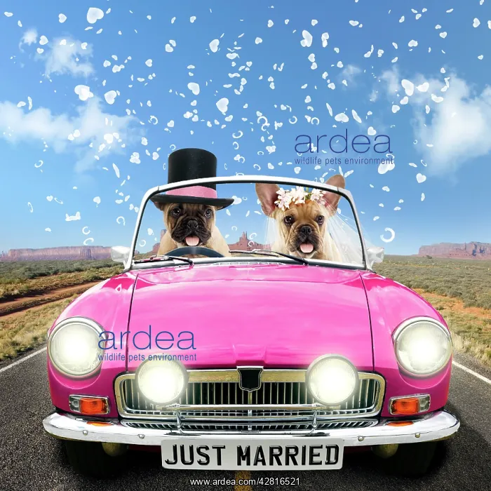 : Dog - French Bulldog - pair driving car : Dog - French Bulldog - pair driving car