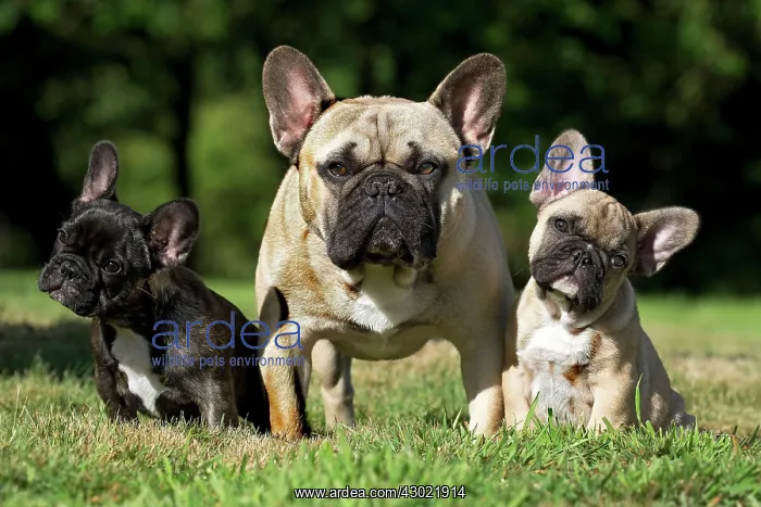 : Dog French Bulldog with puppies