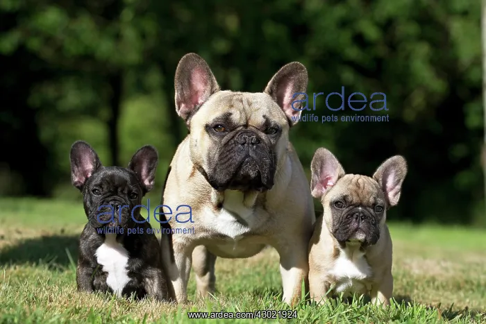  : Dog French Bulldog with puppies