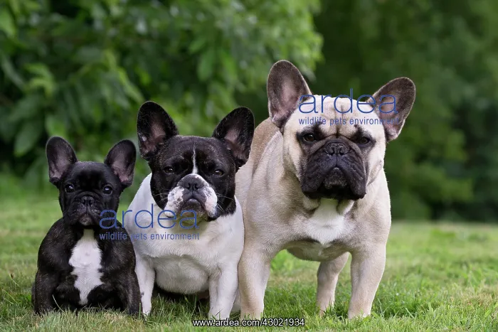  : Dog French Bulldog with puppies