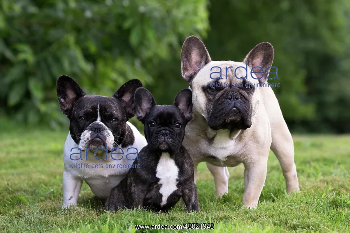  : Dog French Bulldog with puppies