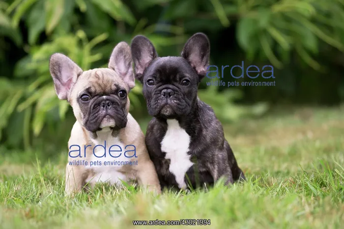  : Dog French Bulldog puppies
