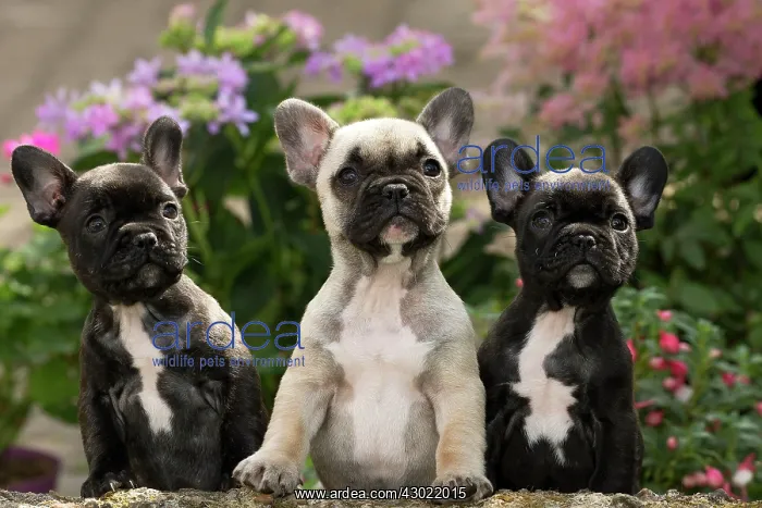  : Dog French Bulldog puppies