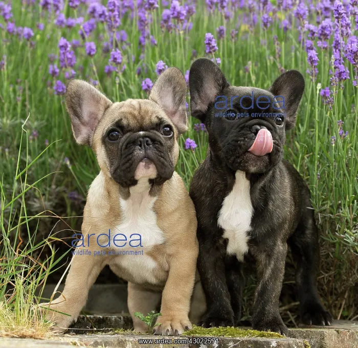  : Dog French Bulldog puppies