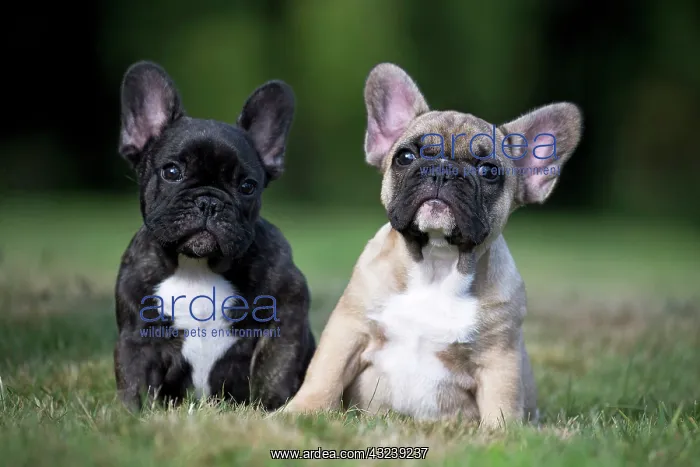  : Dog French Bulldog puppies