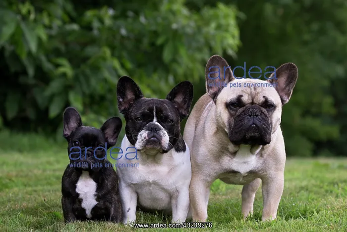  : Dog French Bulldog with puppies
