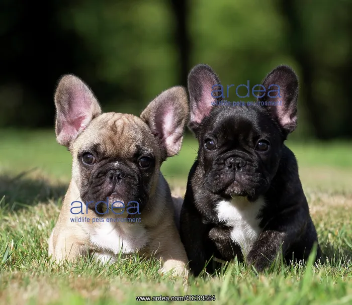 : Dog French Bulldog puppies