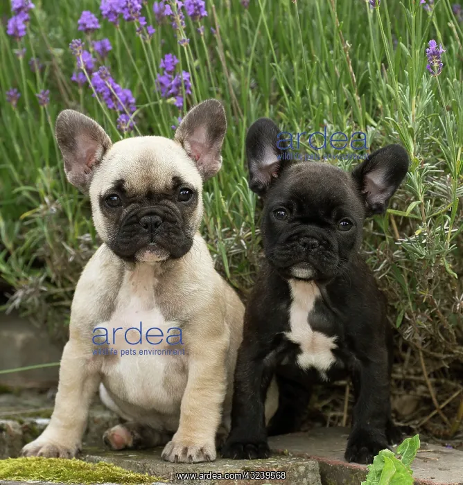  : Dog French Bulldog puppies
