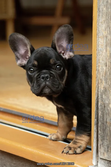 : DOG. French Bulldog, puppy (10 weeks old ) head : DOG. French Bulldog, puppy (10 weeks old ) head