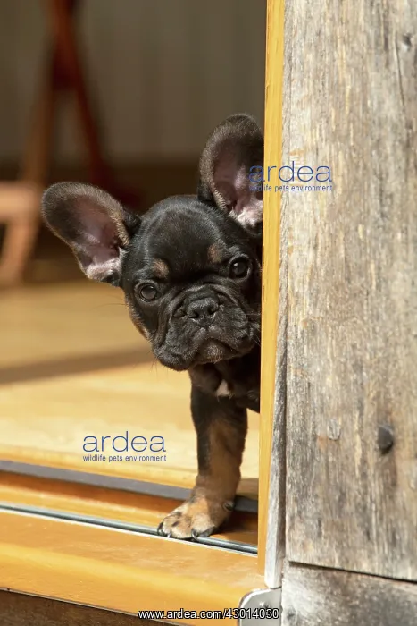 : DOG. French Bulldog, puppy (10 weeks old ) head : DOG. French Bulldog, puppy (10 weeks old ) head
