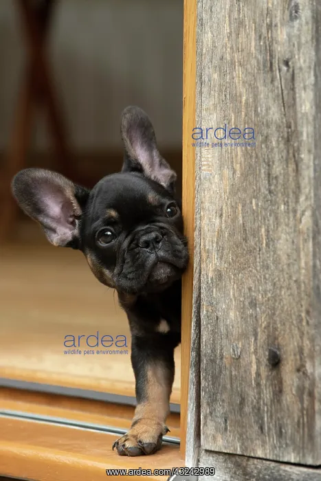 : DOG. French Bulldog, puppy (10 weeks old ) head : DOG. French Bulldog, puppy (10 weeks old ) head