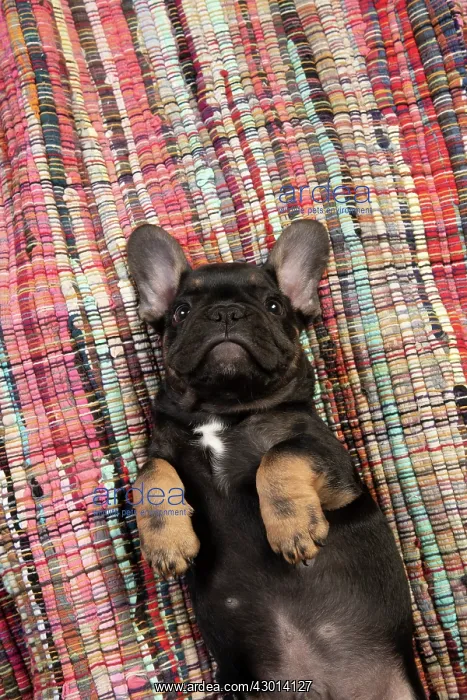 : DOG. French Bulldog, puppy (10 weeks old ) laying : DOG. French Bulldog, puppy (10 weeks old ) laying