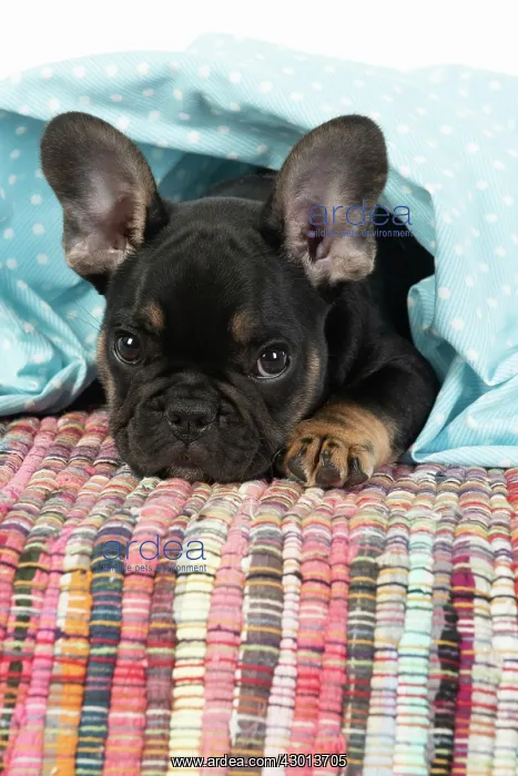 : DOG. French Bulldog, puppy (10 weeks old ) looking : DOG. French Bulldog, puppy (10 weeks old ) looking