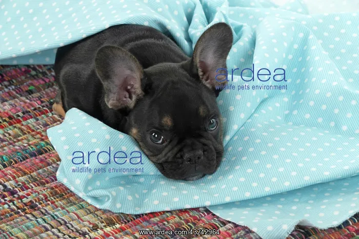 : DOG. French Bulldog, puppy (10 weeks old ) looking : DOG. French Bulldog, puppy (10 weeks old ) looking