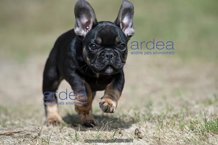 : DOG. French Bulldog, puppy (10 weeks old ) running : DOG. French Bulldog, puppy (10 weeks old ) running