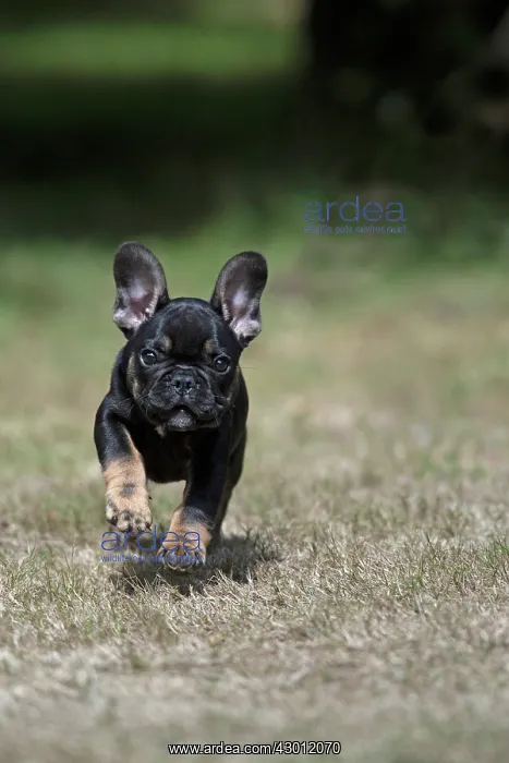 : DOG. French Bulldog, puppy (10 weeks old ) running : DOG. French Bulldog, puppy (10 weeks old ) running