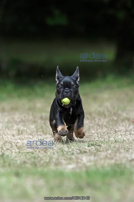 : DOG. French Bulldog, puppy (10 weeks old ) running : DOG. French Bulldog, puppy (10 weeks old ) running