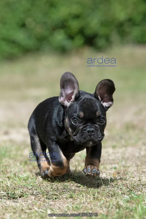 : DOG. French Bulldog, puppy (10 weeks old ) running : DOG. French Bulldog, puppy (10 weeks old ) running