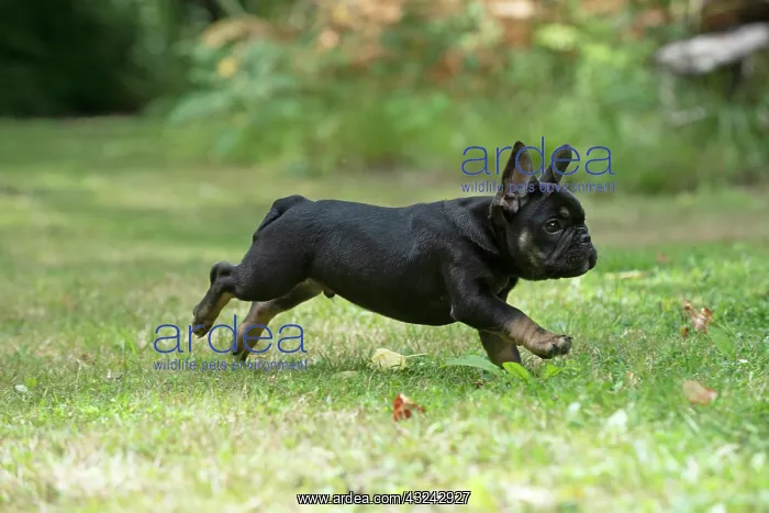 : DOG. French Bulldog, puppy (10 weeks old ) running : DOG. French Bulldog, puppy (10 weeks old ) running