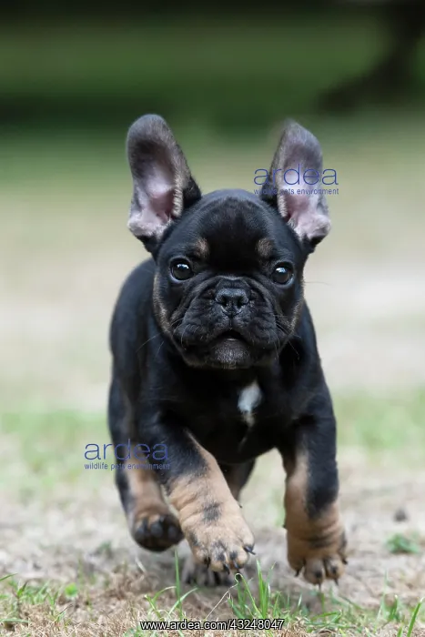 : DOG. French Bulldog, puppy (10 weeks old ) running : DOG. French Bulldog, puppy (10 weeks old ) running