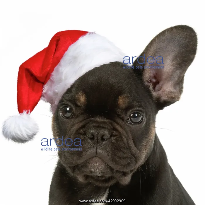 : DOG. French Bulldog, puppy (10 weeks old ) sitting : DOG. French Bulldog, puppy (10 weeks old ) sitting