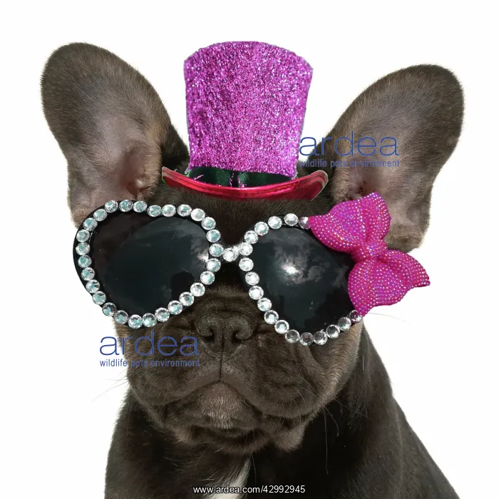 : DOG. French Bulldog, puppy (10 weeks old ) sitting : DOG. French Bulldog, puppy (10 weeks old ) sitting
