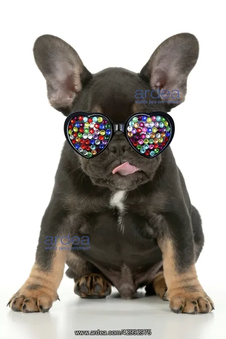 : DOG. French Bulldog, puppy (10 weeks old ) sitting : DOG. French Bulldog, puppy (10 weeks old ) sitting