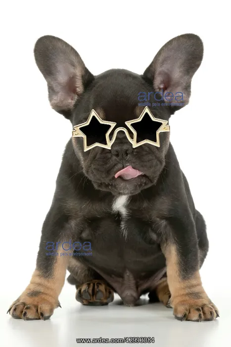 : DOG. French Bulldog, puppy (10 weeks old ) sitting : DOG. French Bulldog, puppy (10 weeks old ) sitting