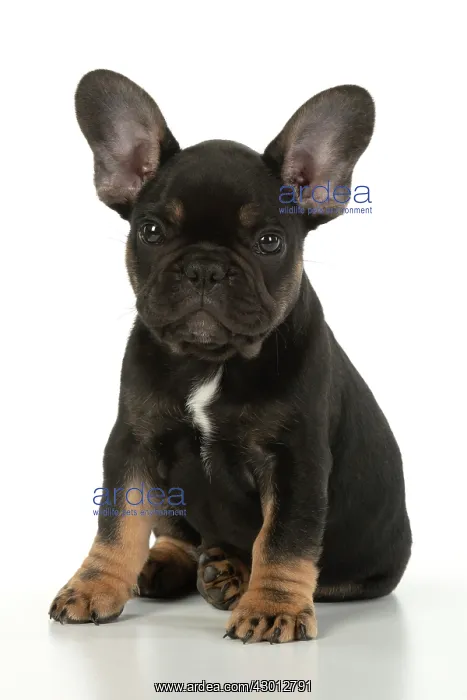 : DOG. French Bulldog, puppy (10 weeks old ) sitting : DOG. French Bulldog, puppy (10 weeks old ) sitting