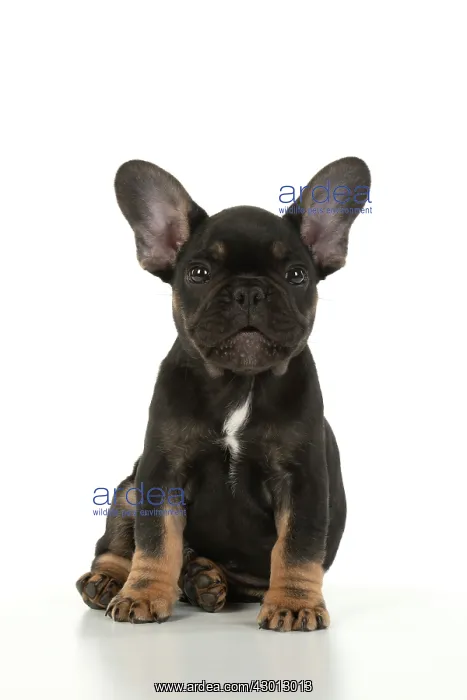 : DOG. French Bulldog, puppy (10 weeks old ) sitting : DOG. French Bulldog, puppy (10 weeks old ) sitting