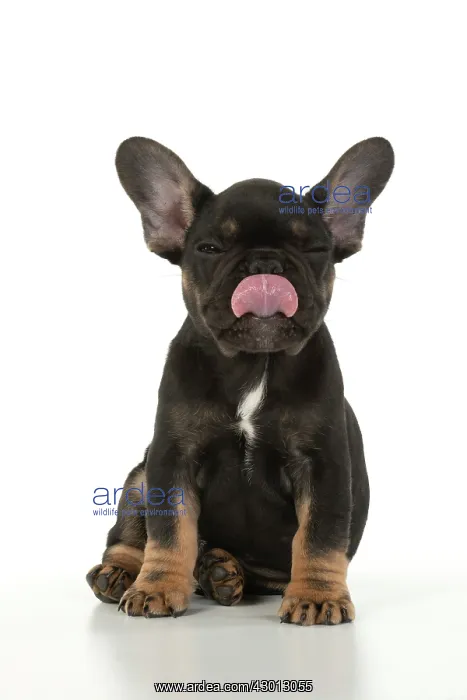 : DOG. French Bulldog, puppy (10 weeks old ) sitting : DOG. French Bulldog, puppy (10 weeks old ) sitting
