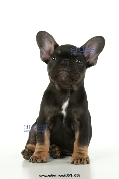 : DOG. French Bulldog, puppy (10 weeks old ) sitting : DOG. French Bulldog, puppy (10 weeks old ) sitting