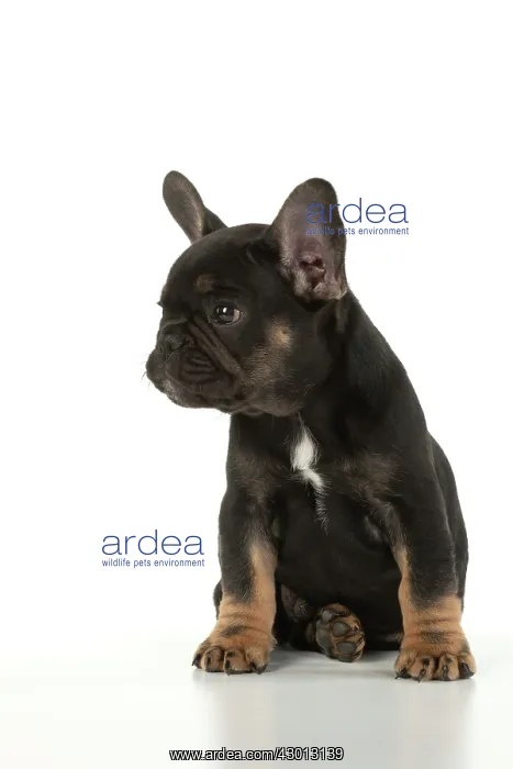 : DOG. French Bulldog, puppy (10 weeks old ) sitting : DOG. French Bulldog, puppy (10 weeks old ) sitting