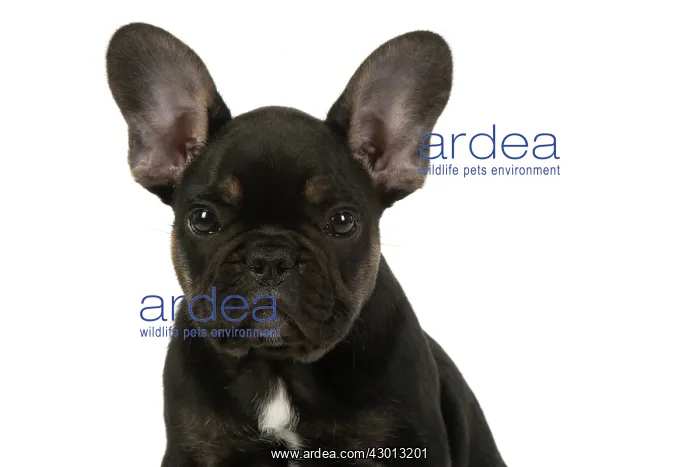 : DOG. French Bulldog, puppy (10 weeks old ) sitting : DOG. French Bulldog, puppy (10 weeks old ) sitting