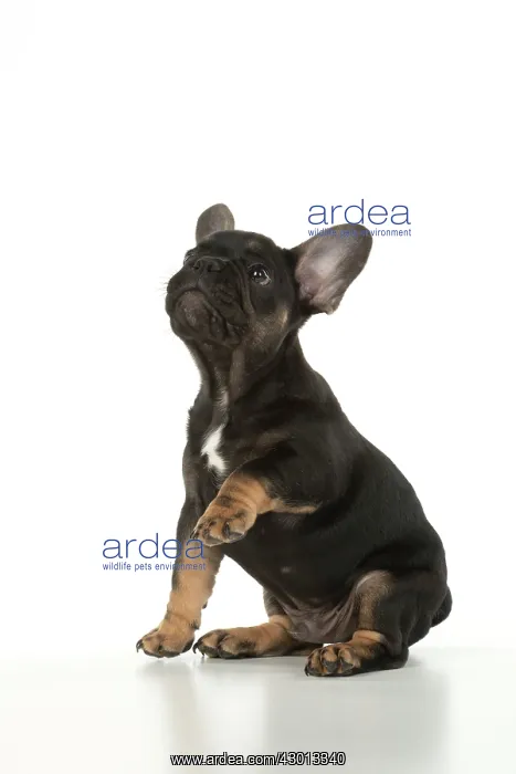 : DOG. French Bulldog, puppy (10 weeks old ) sitting : DOG. French Bulldog, puppy (10 weeks old ) sitting