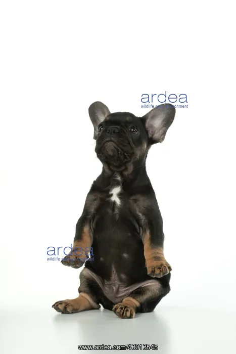 : DOG. French Bulldog, puppy (10 weeks old ) sitting : DOG. French Bulldog, puppy (10 weeks old ) sitting