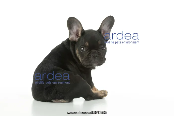 : DOG. French Bulldog, puppy (10 weeks old ) sitting : DOG. French Bulldog, puppy (10 weeks old ) sitting