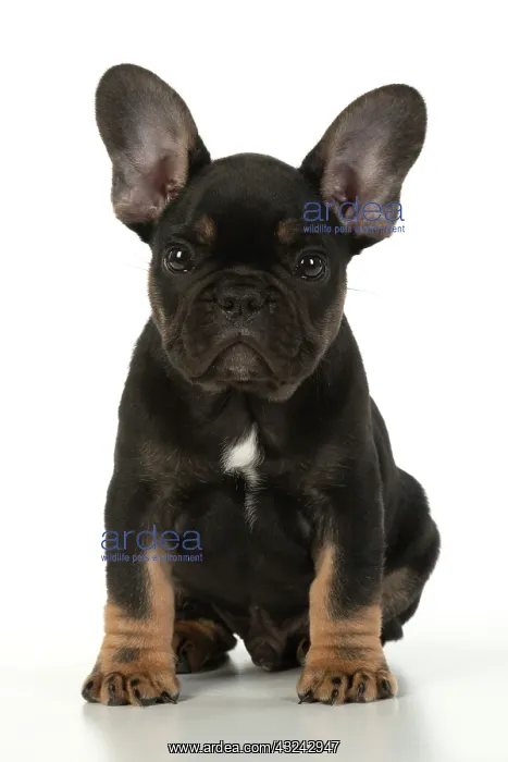 : DOG. French Bulldog, puppy (10 weeks old ) sitting : DOG. French Bulldog, puppy (10 weeks old ) sitting