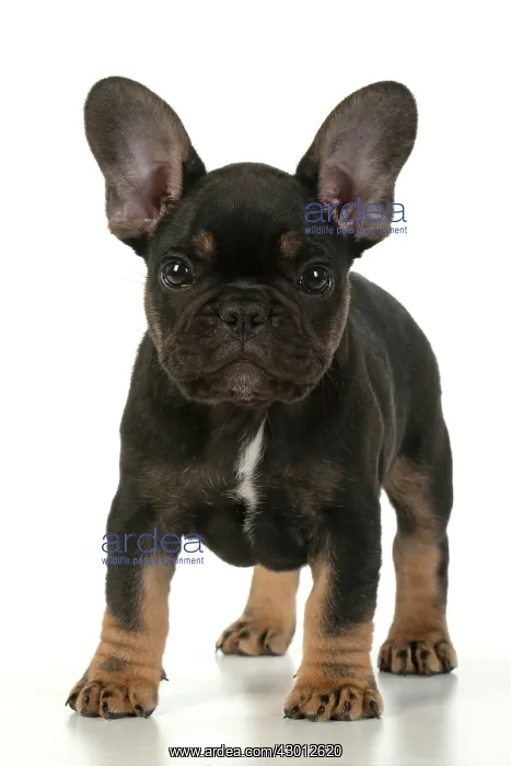 : DOG. French Bulldog, puppy (10 weeks old ) standing : DOG. French Bulldog, puppy (10 weeks old ) standing