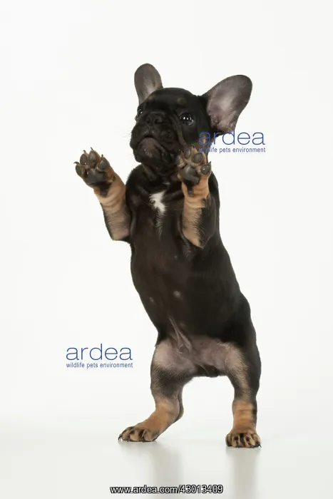 : DOG. French Bulldog, puppy (10 weeks old ) standing : DOG. French Bulldog, puppy (10 weeks old ) standing
