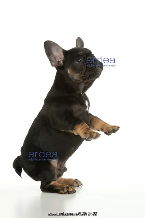 : DOG. French Bulldog, puppy (10 weeks old ) standing : DOG. French Bulldog, puppy (10 weeks old ) standing