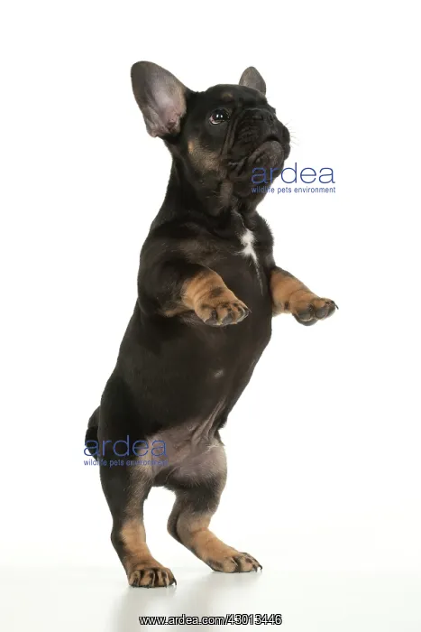 : DOG. French Bulldog, puppy (10 weeks old ) standing : DOG. French Bulldog, puppy (10 weeks old ) standing