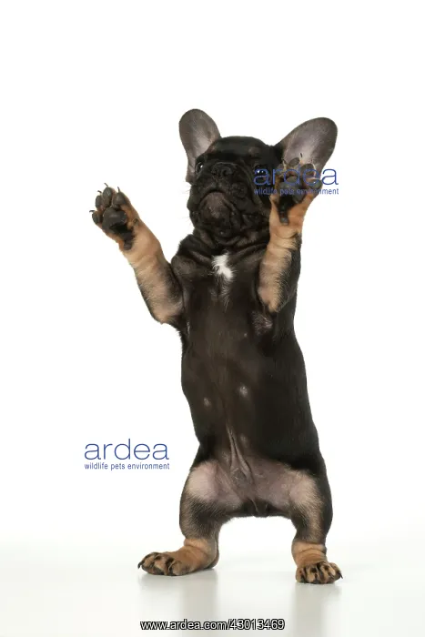 : DOG. French Bulldog, puppy (10 weeks old ) standing : DOG. French Bulldog, puppy (10 weeks old ) standing