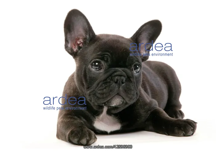 : DOG - French Bulldog Puppy : DOG - French Bulldog Puppy