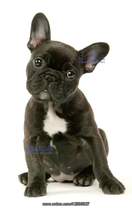  : DOG - French Bulldog Puppy