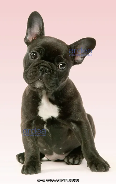  : DOG - French Bulldog Puppy