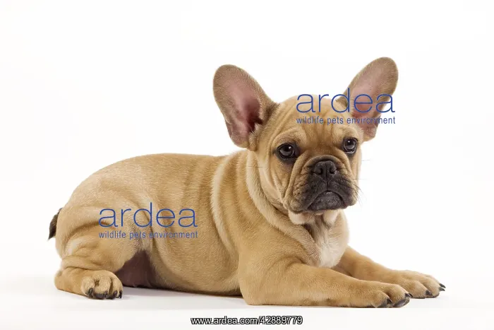  : Dog - French Bulldog puppy