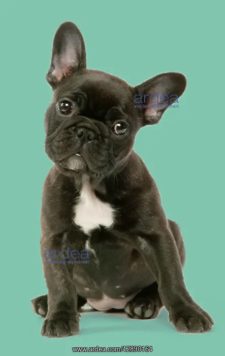  : DOG - French Bulldog Puppy